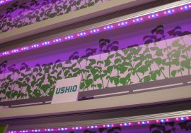 LED-Steuerung lässt Pflanzen wachsen